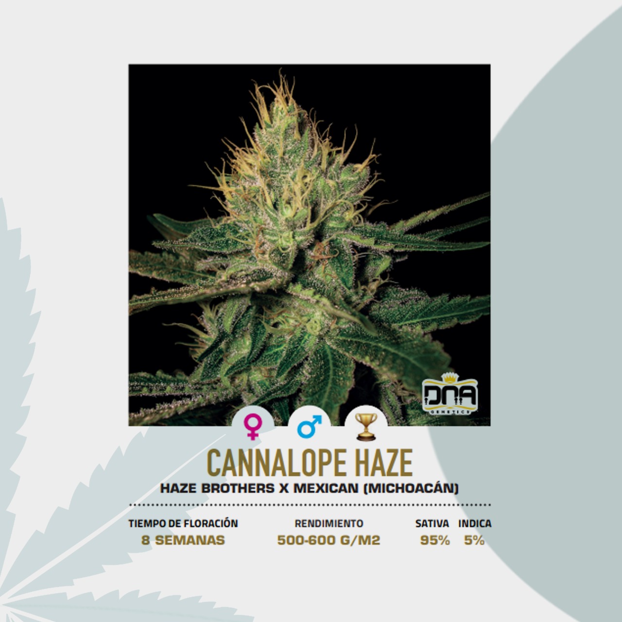 Cannalope haze premiada