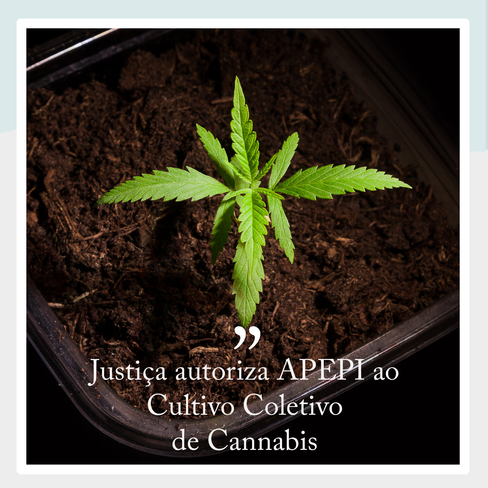 APEPI cultiva